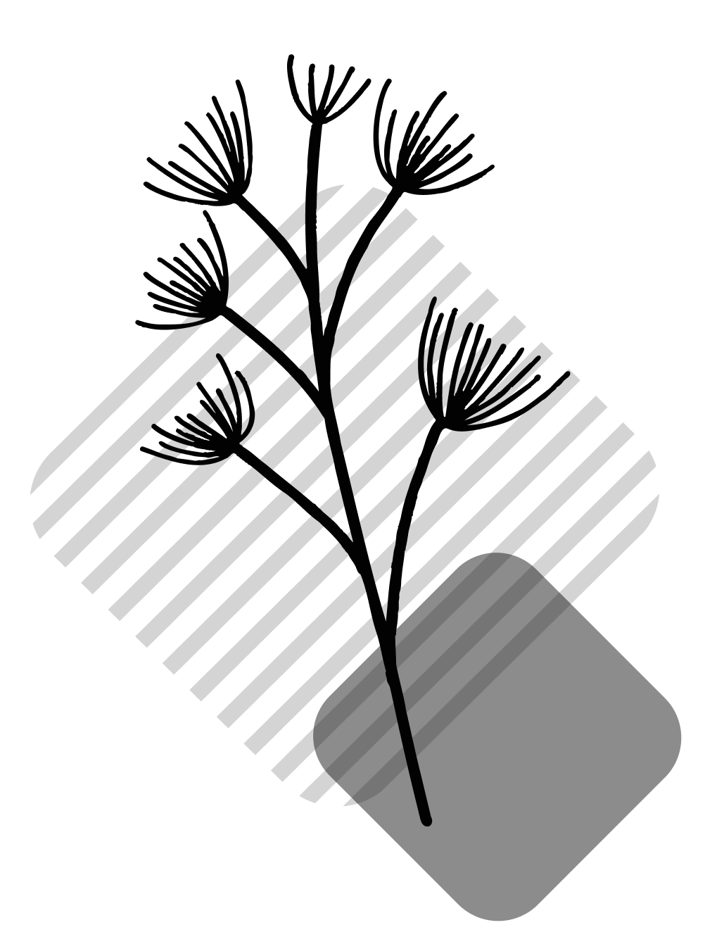 losange-gris-clair-hachure-plante