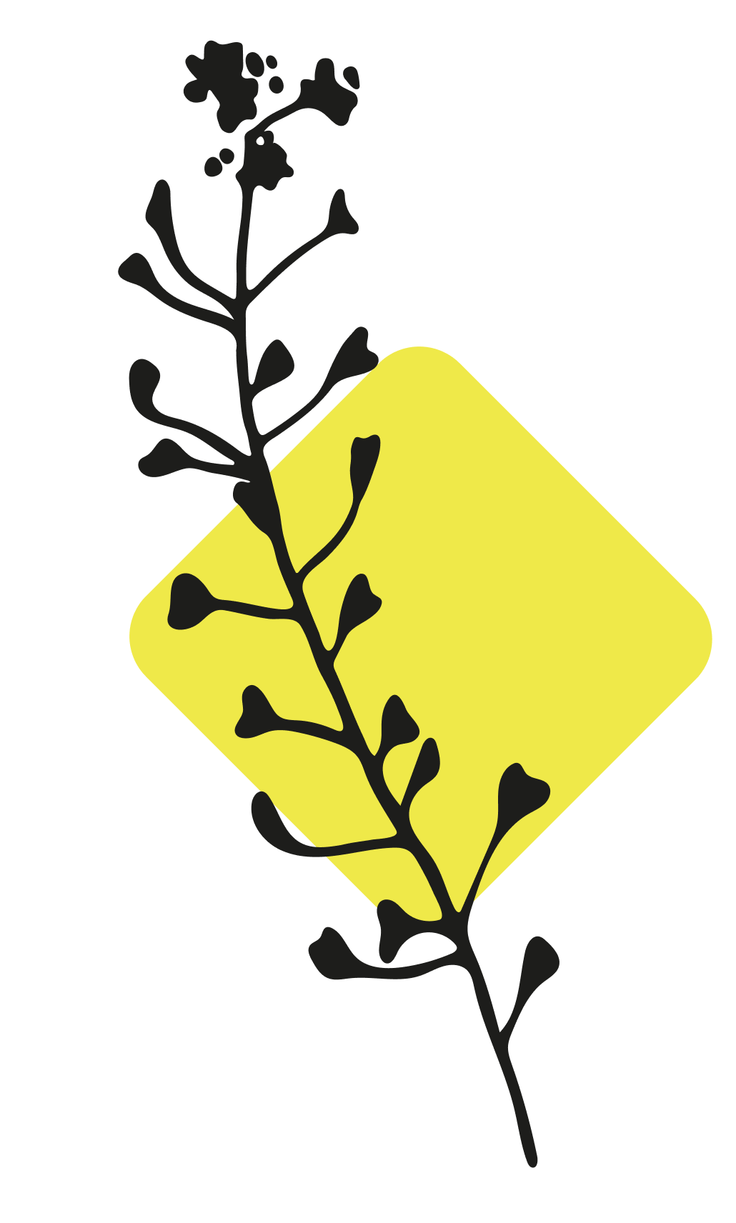 plante-losange-environnement-massif-central